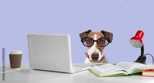 Cute domestic dog at the desk with a laptop © BillionPhotos.com