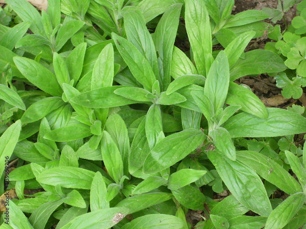 Medicinal Fireweed plants in garden