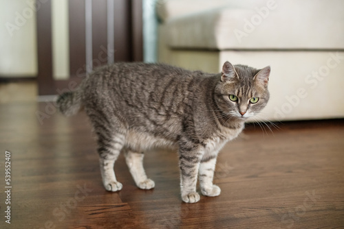 Beautiful cat walks on floor in room. Pets concept.