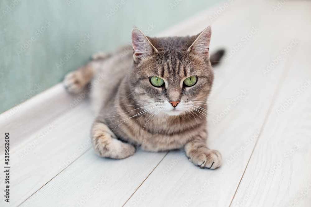 Beautiful cat lying on floor. Concept of pets. Beautiful cat lying on floor. Concept of pets.