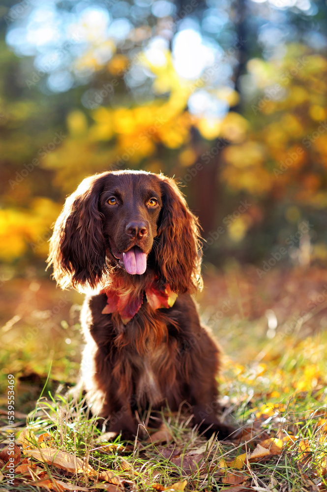 Sitting spaniel dog wearing collar with autumn leafs