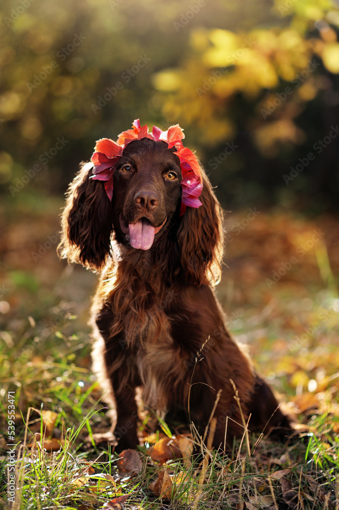 Sitting spaniel dog wearing headband with autumn leafs