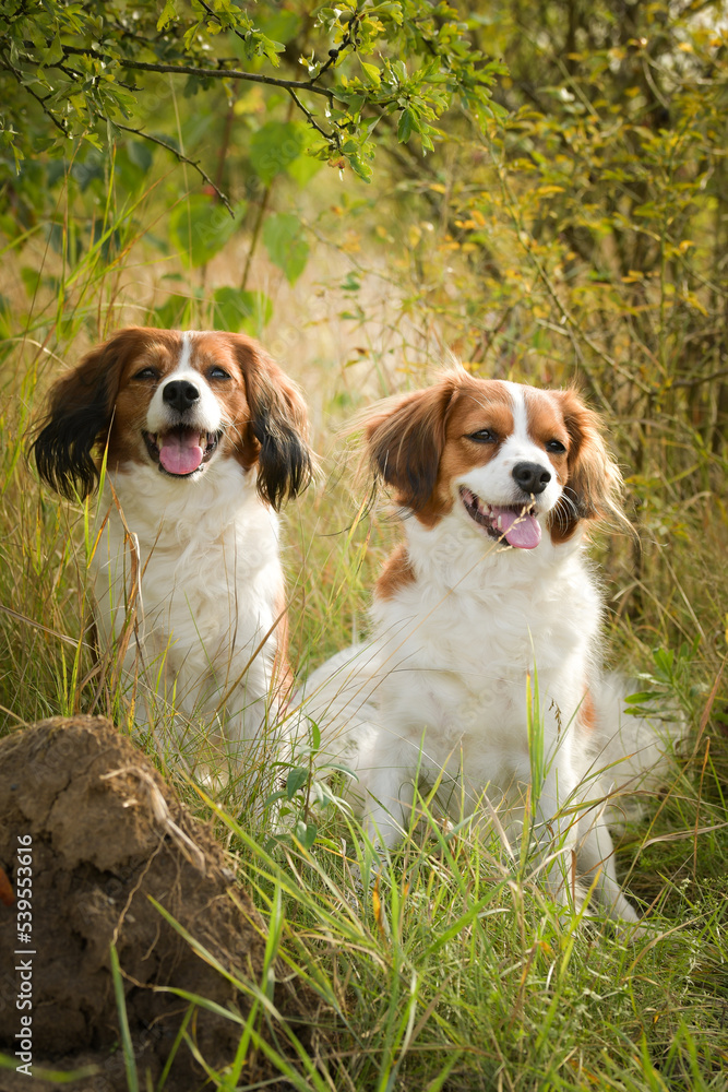 Portrait of dogs kooikerhondje. She is so nice dog.