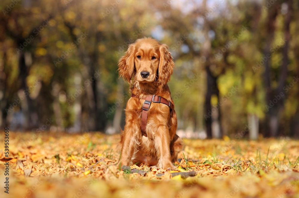 Red english spaniel sitting on fallen autumn leafs Red english spaniel sitting on fallen autumn leafs