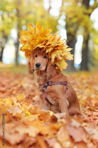 Sitting english spaniel with autumn leafs crown