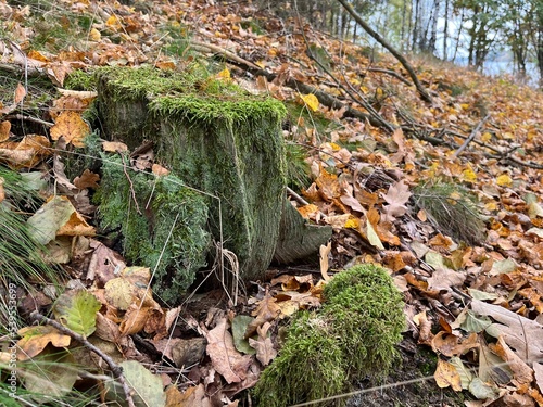 stary, omszały pień drzewa