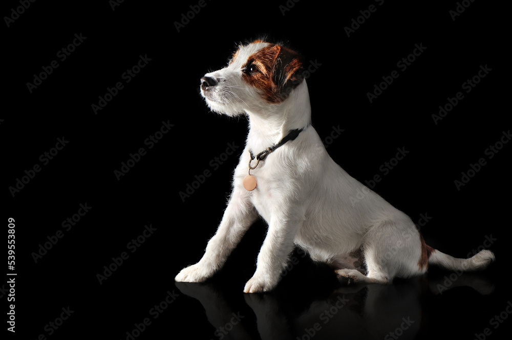 Low key full length picture of a sitting jack russel terrier
