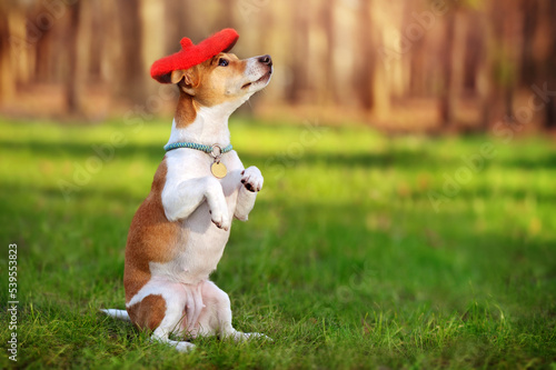 Mixed breed dog wearing red hat sitting in the begging position