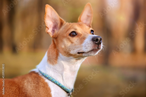 Fototapeta Naklejka Na Ścianę i Meble -  Natural light head portrait of mixed breed jack russel terrier
