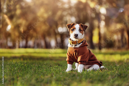 Portrait of a Jack Russell terrier dressed in a brown hoodie sitting at the lawn