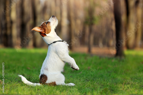 Side view full length picture of a Jack Russell terrier in a begging position