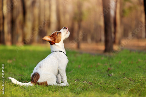 Sitting Jack Russell terrier side view outdoor portrait