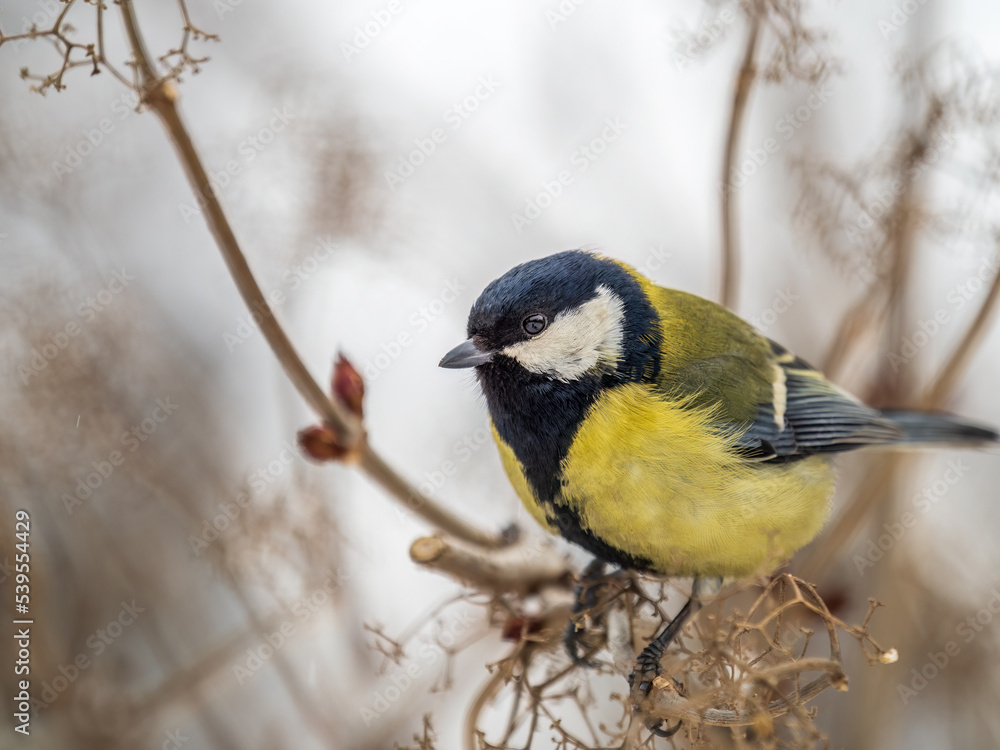 Cute bird Great tit, songbird sitting on a branch without leaves in the autumn or winter. Cute bird Great tit, songbird sitting on a branch without leaves in the autumn or winter.