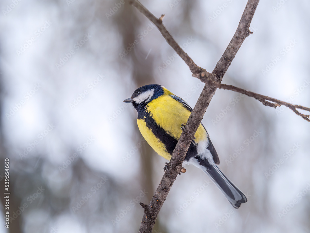 Cute bird Great tit, songbird sitting on a branch without leaves in the autumn or winter. Cute bird Great tit, songbird sitting on a branch without leaves in the autumn or winter.