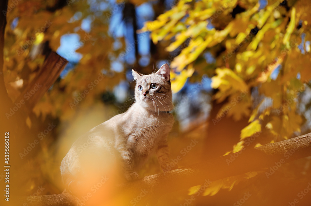 Pretty tabby kitten having walk in the autumn forest