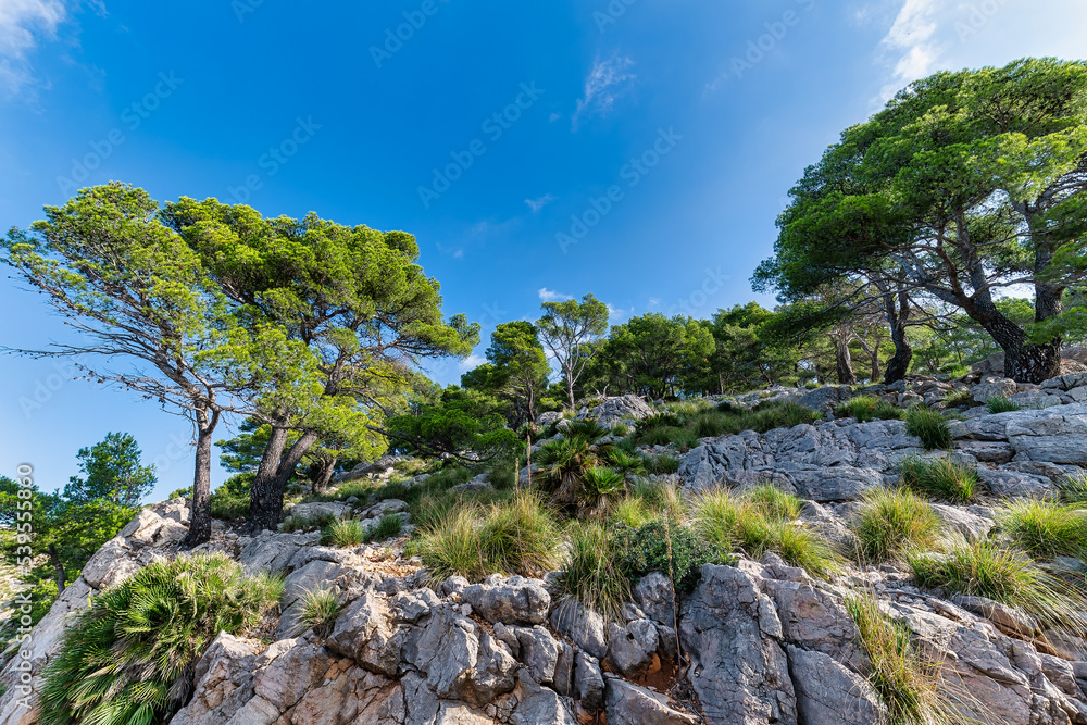 Obraz premium Cap de Formentor - wild coast of Mallorca, Spain. Panorama view.