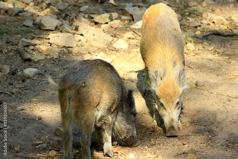 Two juvenile Wild Boars
Two juvenile Wild Boars