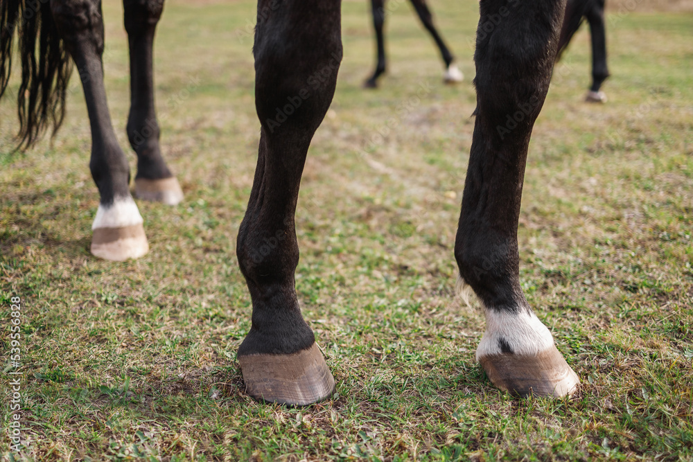 Hooves of a black horse close-up. The animal is standing on a green field Hooves of a black horse close-up. The animal is standing on a green field
