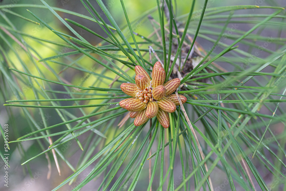 Close-up of a pine flower in the spring in the park of the city of Tbilisi Close-up of a pine flower in the spring in the park of the city of Tbilisi