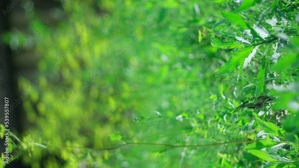 Bokeh of light, green grass and trees. Sun rays. Blurred unfocused video. Summer or spring season. Vertical video Bokeh of light, green grass and trees. Sun rays. Blurred unfocused video. Summer or spring season. Vertical video