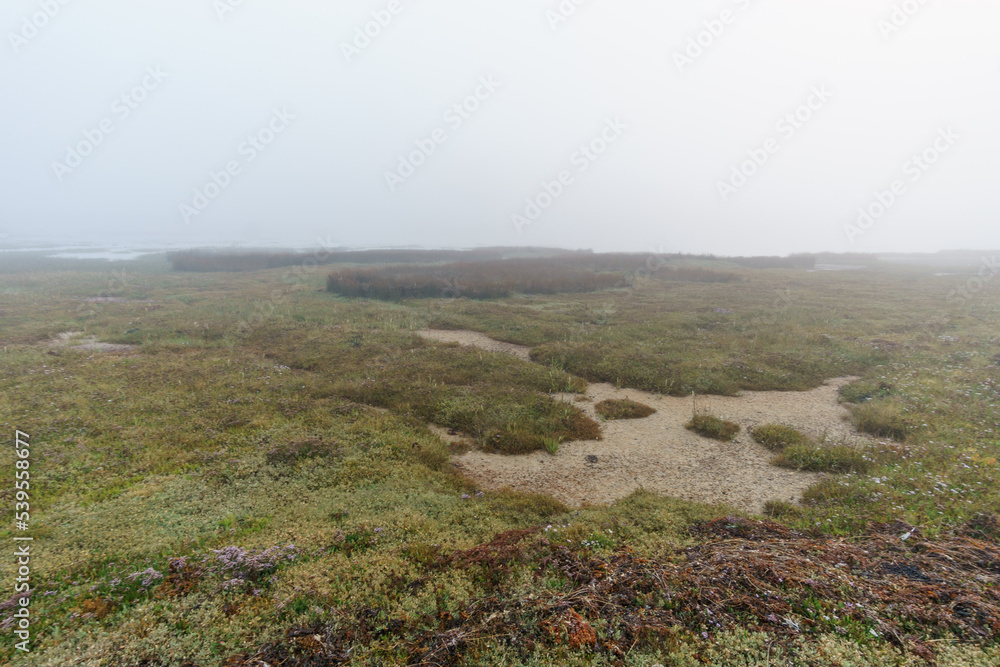 Wet swamp coastline with fog on a hazy mystic autumn morning with reed grass in Sillon de Talbert nature reserve area, Brittany, France