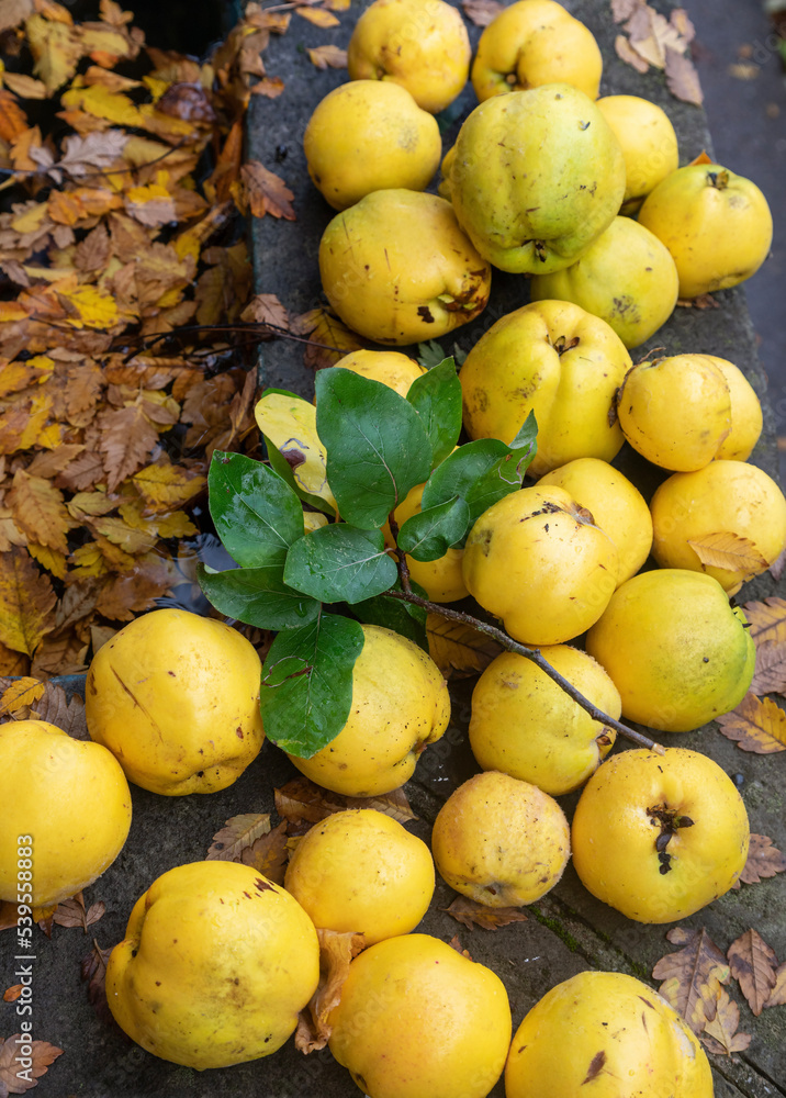 harvested ripe yellow large quince in the garden