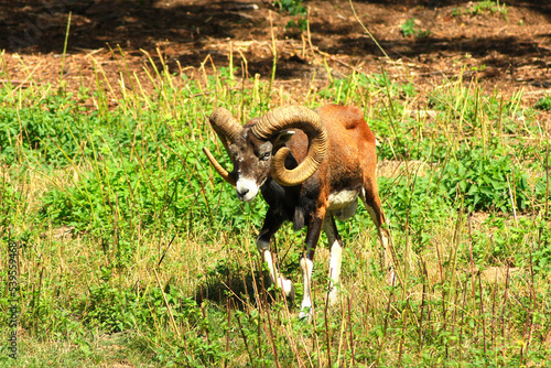 European Mouflon 