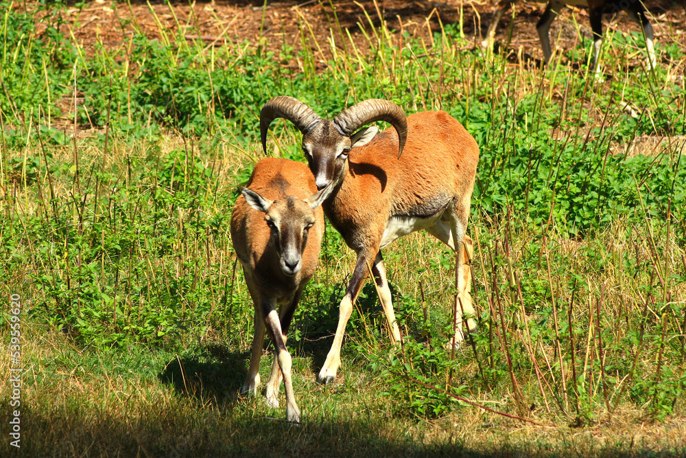Mouflons in Love
