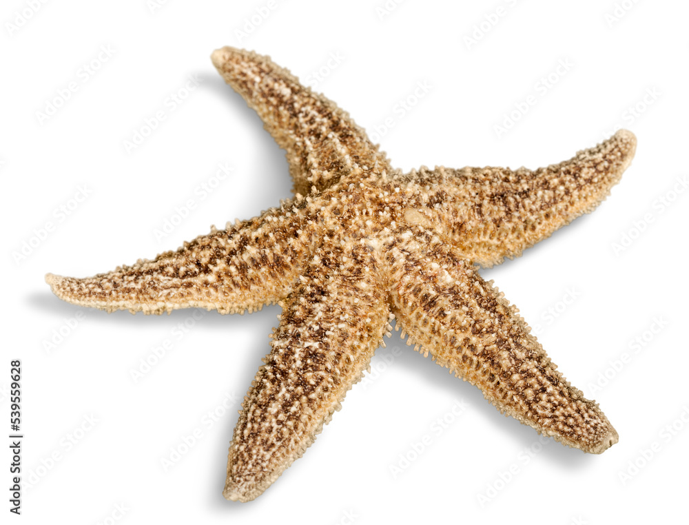 Yellow  starfish isolated on white background
