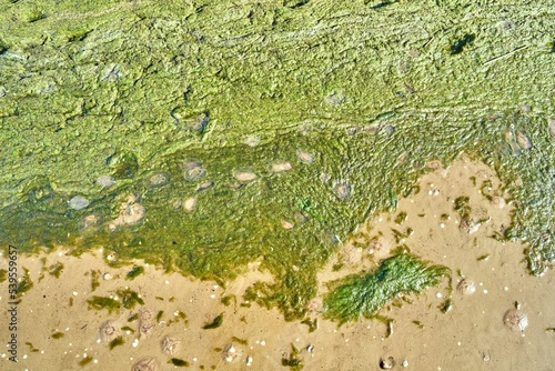 Fototapeta Naklejka Na Ścianę i Meble -  Dead moon jellyfish (Aurelia aurita) on the beach of the Baltic Sea
