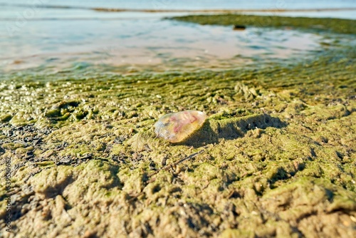Dead moon jellyfish (Aurelia aurita) on the beach of the Baltic Sea photo