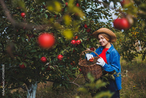 A young slim woman in a hat is a worker in the garden, she looks at red apples in a wicker basket. Harvesting apples in autumn