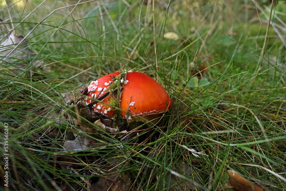 Fliegenpilz (Amanita muscaria) im Nationalpark Kellerwald. Fliegenpilz (Amanita muscaria) im Nationalpark Kellerwald.