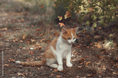 Gato pequeño Color naranja y blanco Refugiandóse en el bosque