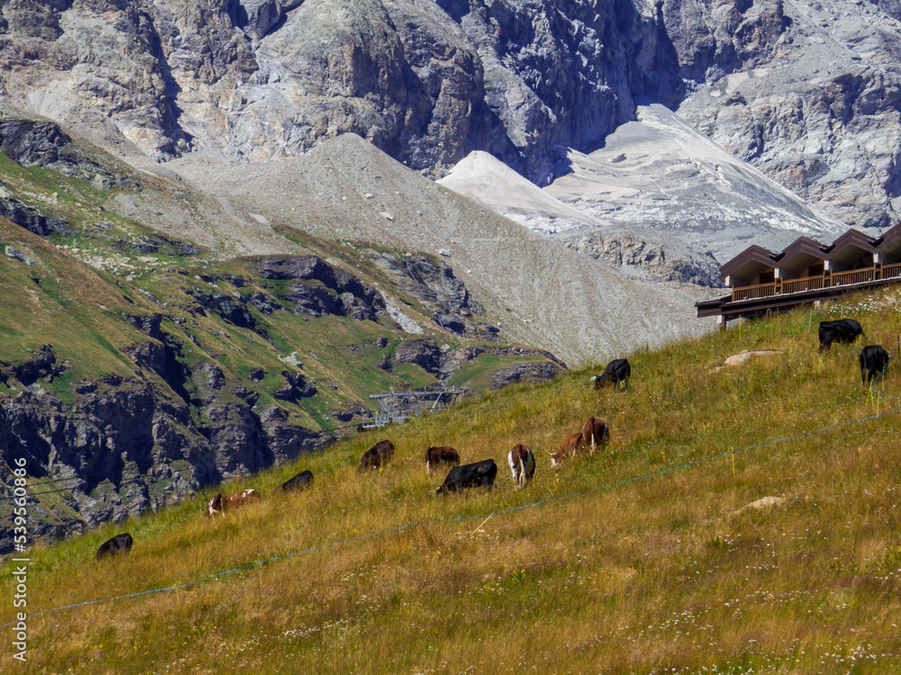 Cows grazing in Aosta Valley, Italy