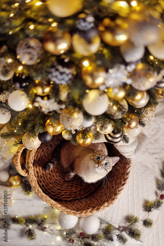 Vertical picture of a cat under the Christmas tree view from above