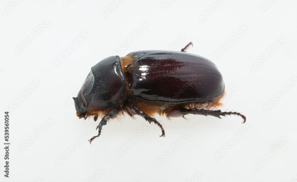European rhinoceros beetle (Oryctes nasicornis) is a large flying beetle belonging to the subfamily Dynastinae. Imago, a female insect. European rhinoceros beetle (Oryctes nasicornis) is a large flying beetle belonging to the subfamily Dynastinae. Imago, a female insect.