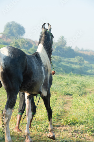  portrait of beautiful grey Marwari  young stallion  posing   at early morning . india. photo