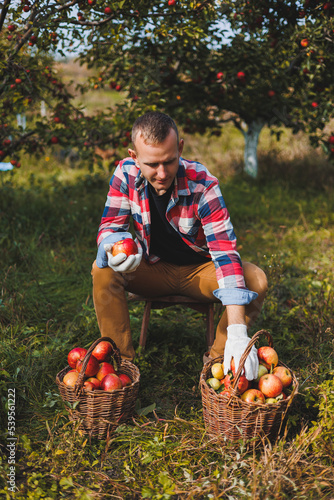 Harvesting apples in the garden. A smiling young man is working in an orchard and holding a crate full of apples. © Дмитрий Ткачук