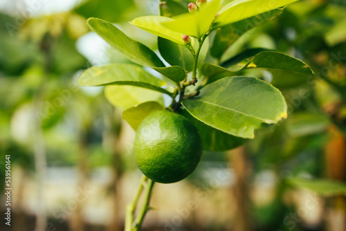 Wallpaper Mural Unripe lemons in a garden with lemons background. Harvest of green lemons hanging on the branches. Green lemons on a branch with background of lemon s out of focus.  Torontodigital.ca