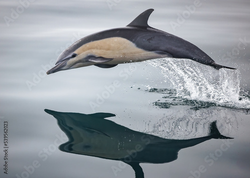 Long Beaked Common Dolphin © Jay S