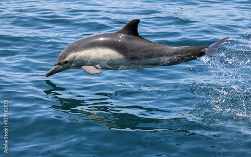 Common Dolphin © Jay S