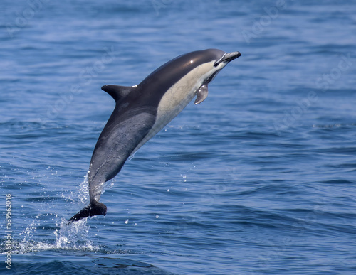 Common Dolphin © Jay S