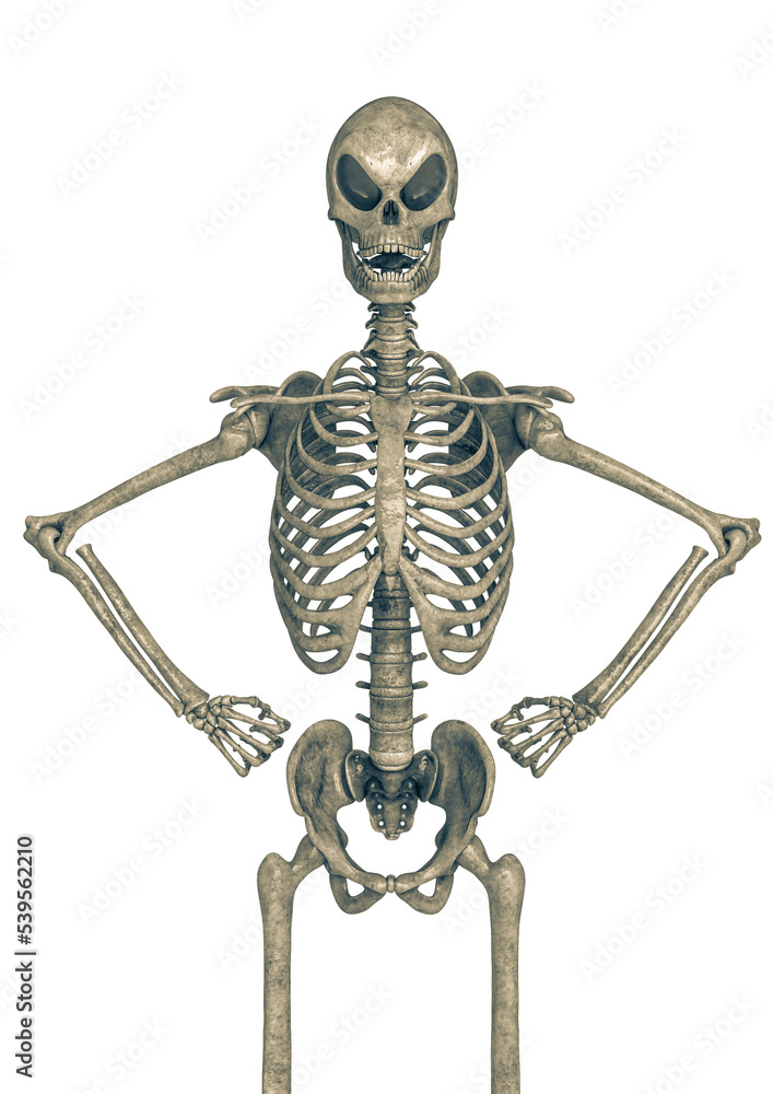 skeleton in a white background doing a power pose