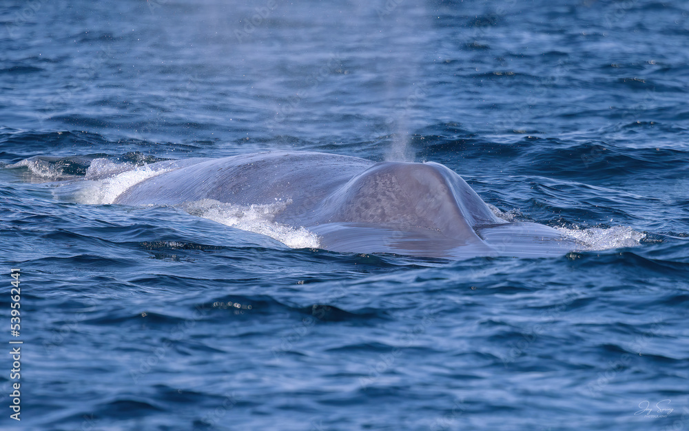 Fototapeta premium Blue Whale
