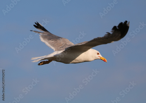 seagull flies in the sky in search of food