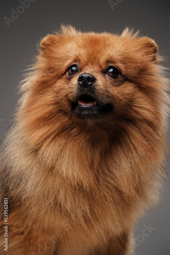 Shot of glad purebred doggy pomeranian breed against grey background. © Fxquadro