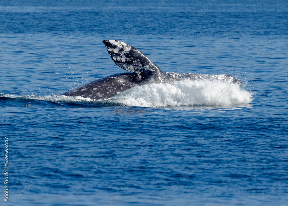 Fototapeta premium Gray Whale