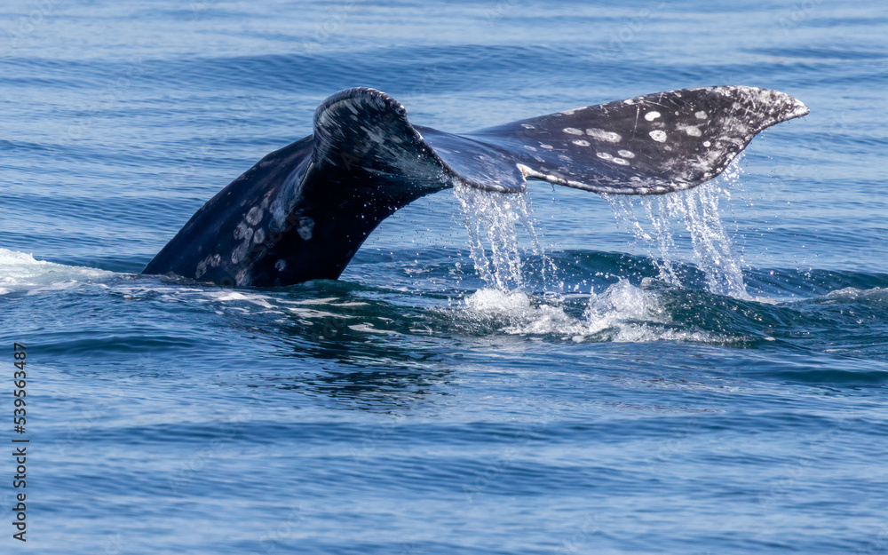 Fototapeta premium Gray Whale