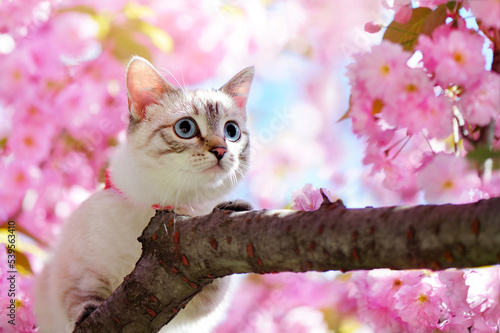 Pretty kitten climbing the sakura tree close-up picture